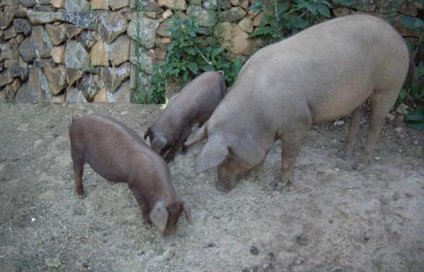 Matanza del Cerdo