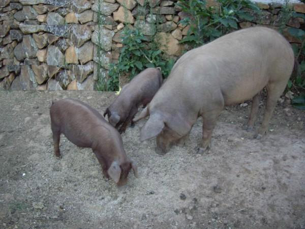 Matanza del Cerdo