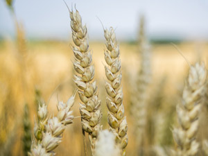 Beneficios de la agricultura en la nutricion