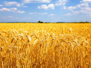 Como Garantizar Seguridad en la Agricultura