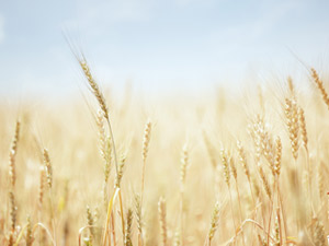 La Agricultura como Motor de Desarrollo