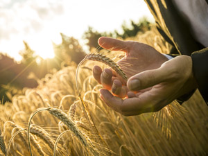 Por que contratar un seguro agrícola
