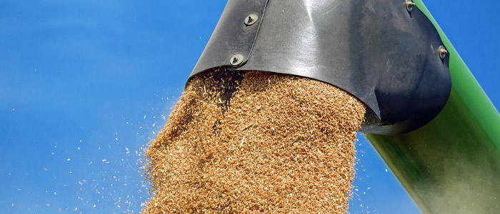 Que hacer con cereal después cosecha