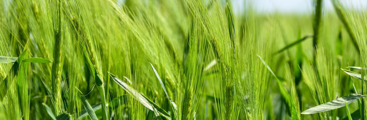 Mitos sobre Agricultura