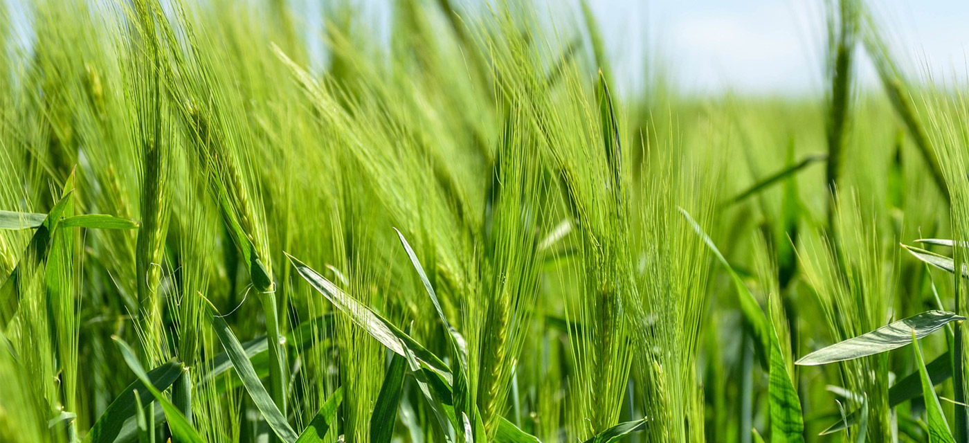 Mitos sobre Agricultura