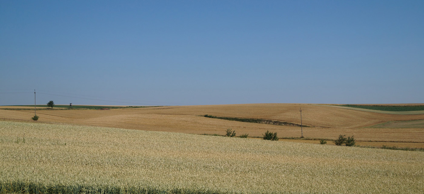 Castilla Leon más secano que regadío