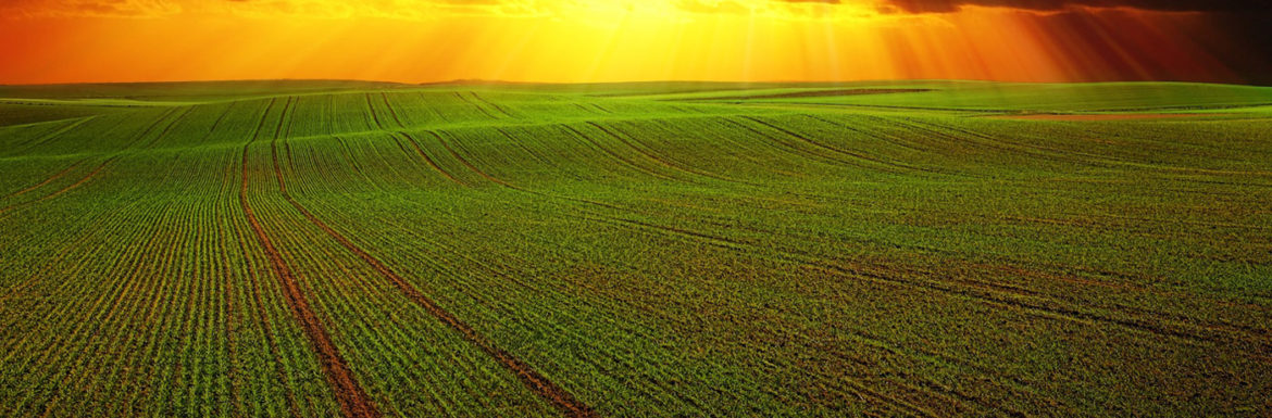El campo pide agua, ¿todavía se puede salvar la cosecha de este año?