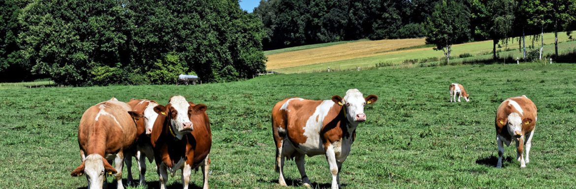 Características agricultura y ganaderia en Castilla y León