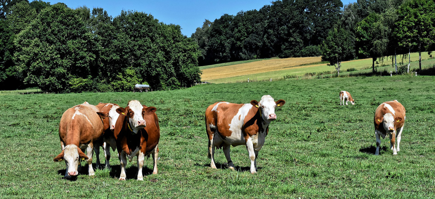 Características agricultura y ganaderia en Castilla y León