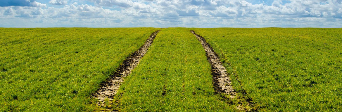 Agricultura Ecológica o Agricultura Sostenible