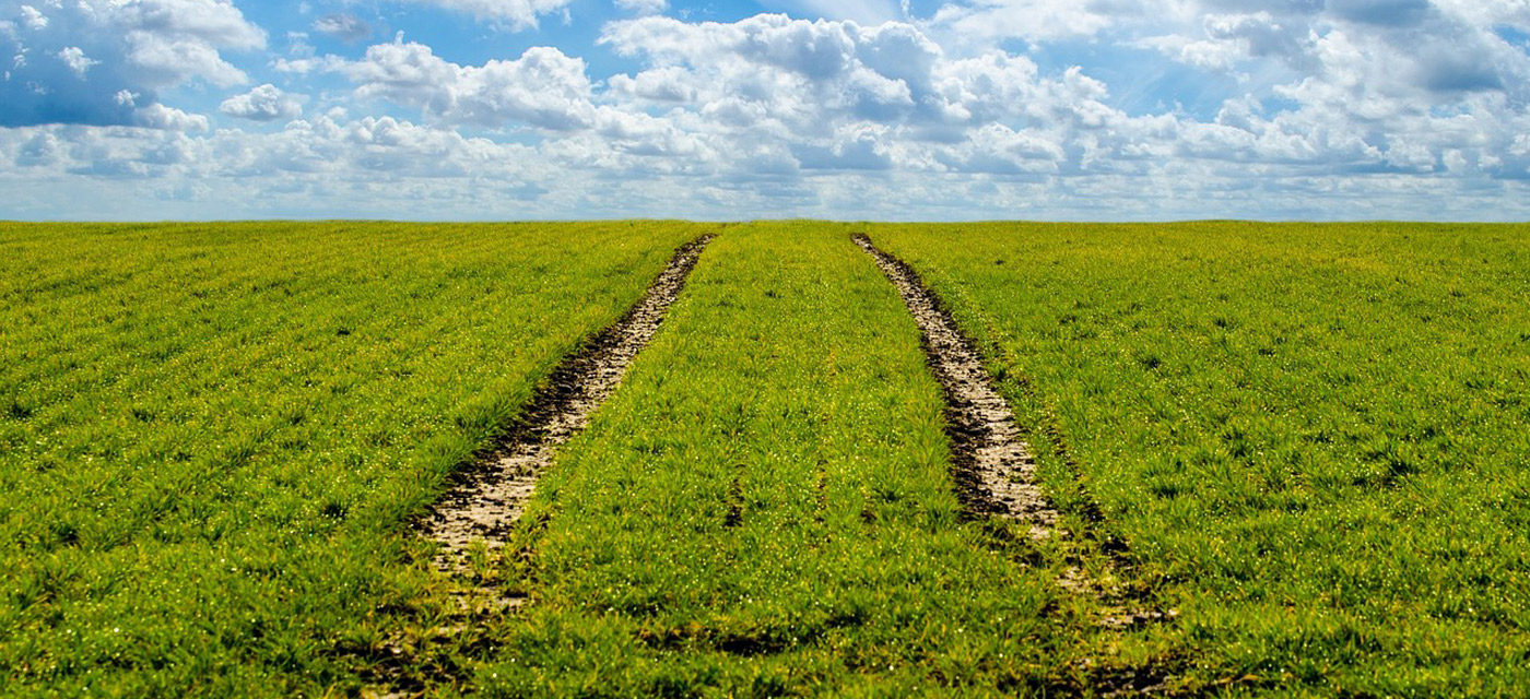 Agricultura Ecológica o Agricultura Sostenible