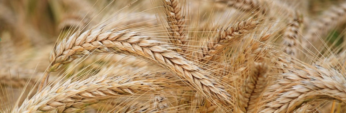 Producción de trigo por hectárea