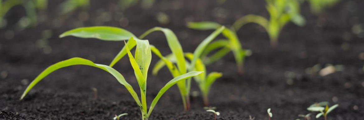 Situación agricultura ecológica