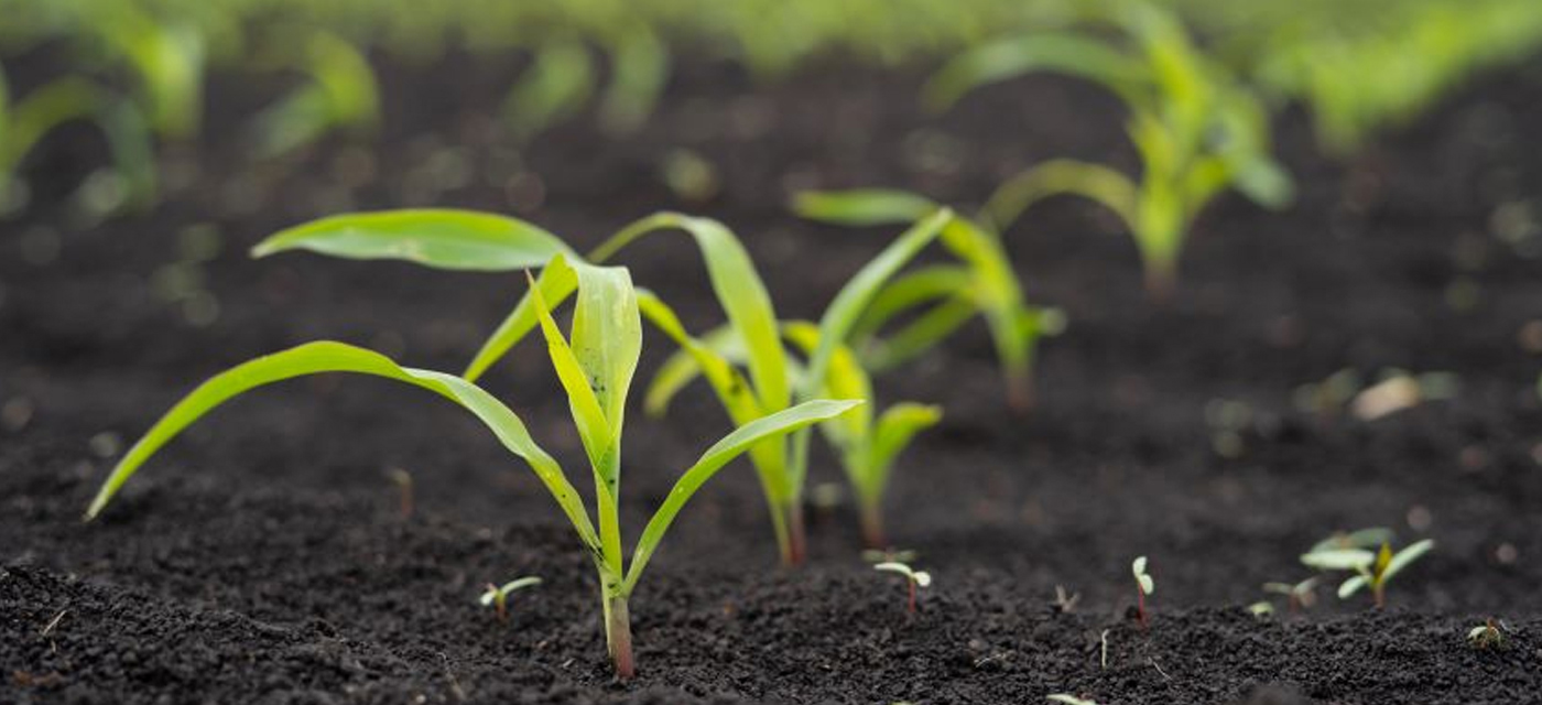 Situación agricultura ecológica